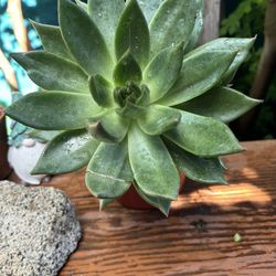 Succulents 