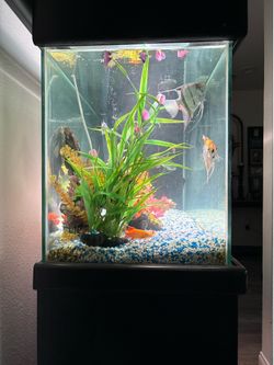 Fish tank