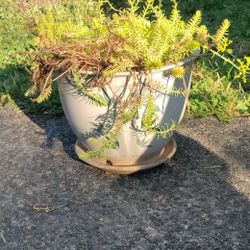 Large Pot And Plant 