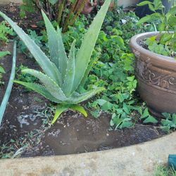 ALOE VERA PLANTS 