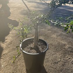15g Elephant Tree, Fragrant (Bursera odorata/fagaroides)  