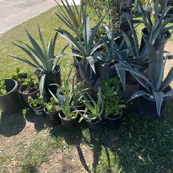Plants