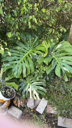 Beautiful plants