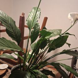 House Plants