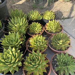 Echiveria Agarroides