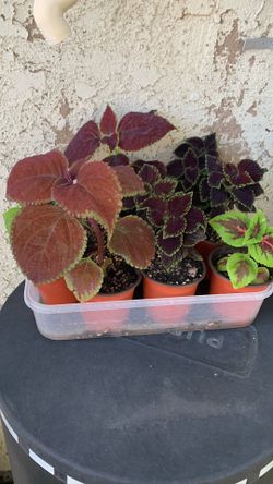 Coleus 🪴