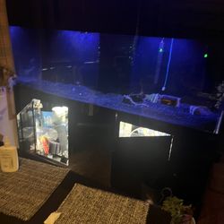 Acrylic Aquarium