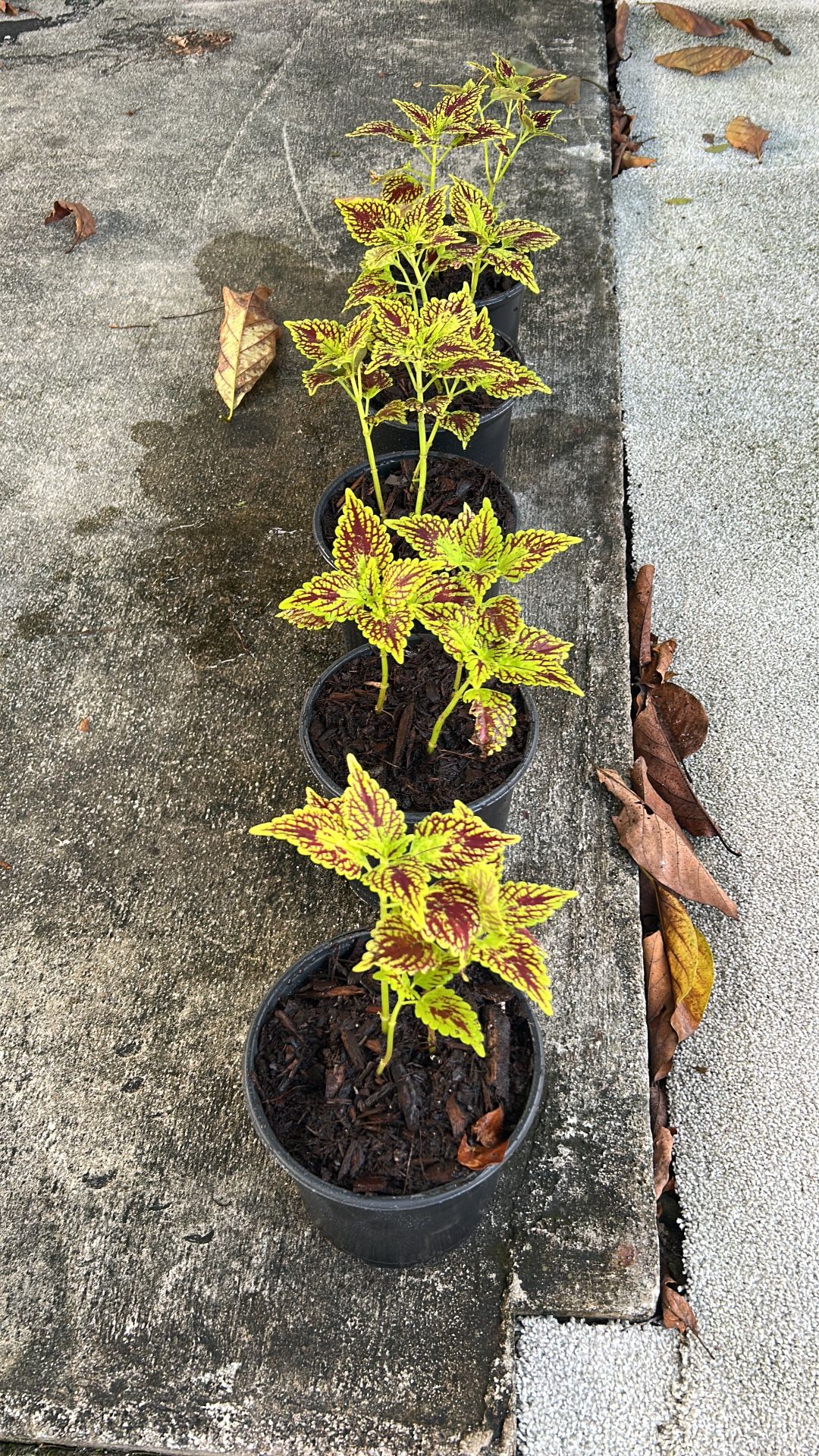 Coleos