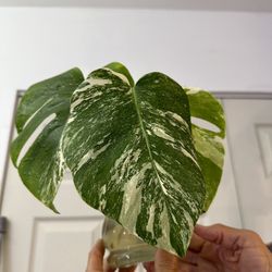 3 Monstera Albo Cutting 