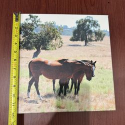 Two Horses Canvas Print