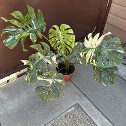 10” Big Monstera Thai Constellation