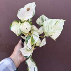 Manjula Pothos In 4” Pot 