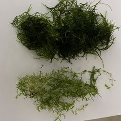 Aquarium Plants-Christmas Moss and Pearl Weed