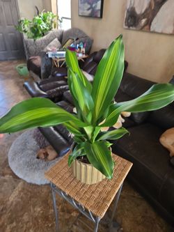 22in tall lemon lime Dracena plant in new 6.5in Ceramic Pot With Stones