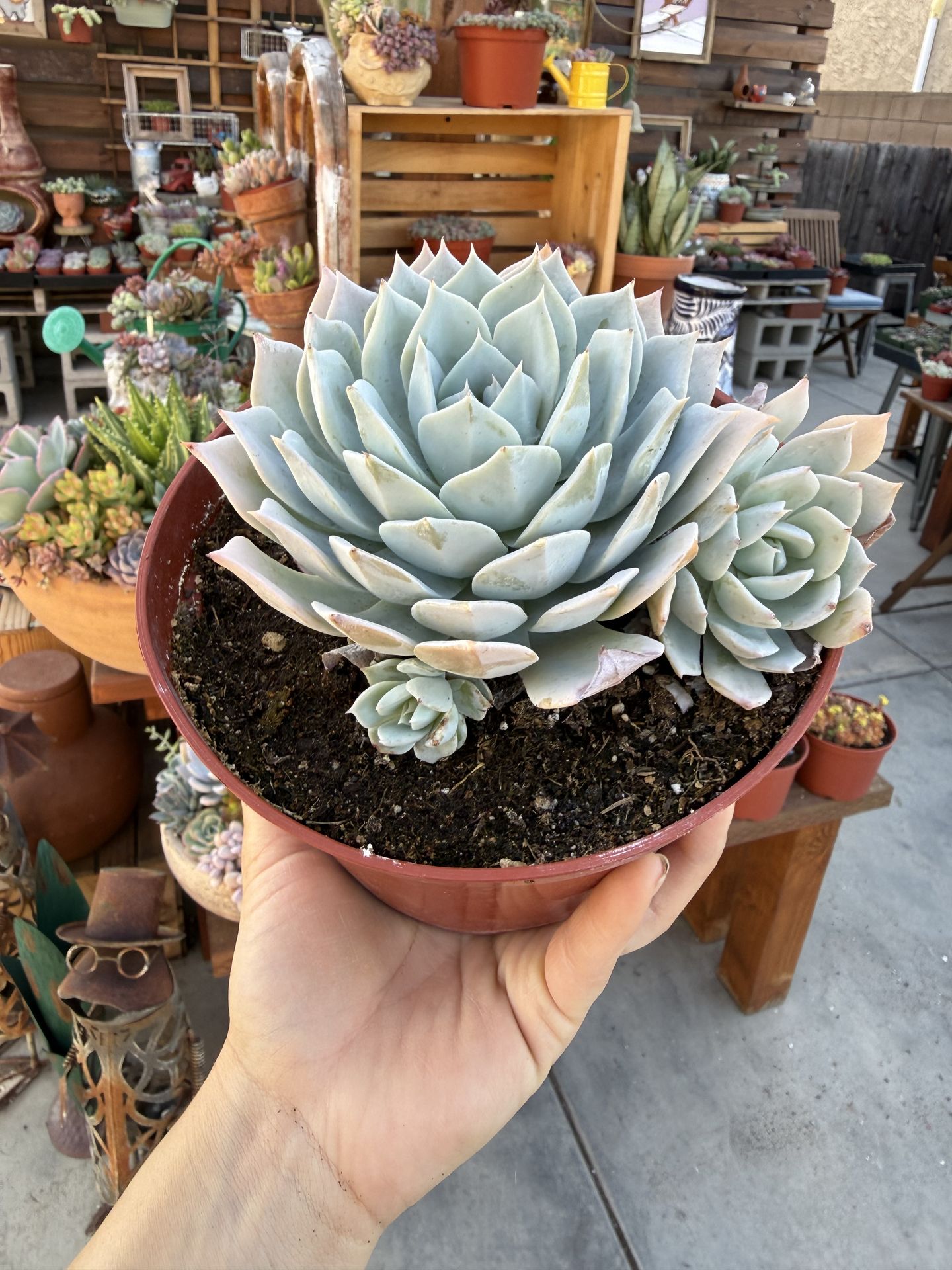 Ecehevria Tolucensis Cluster 6”