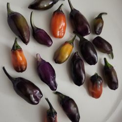 Extremely Rare Organic Purple Jigsaw  Pepper Seeds! 2026 SEASON EARLY RELEASE! 