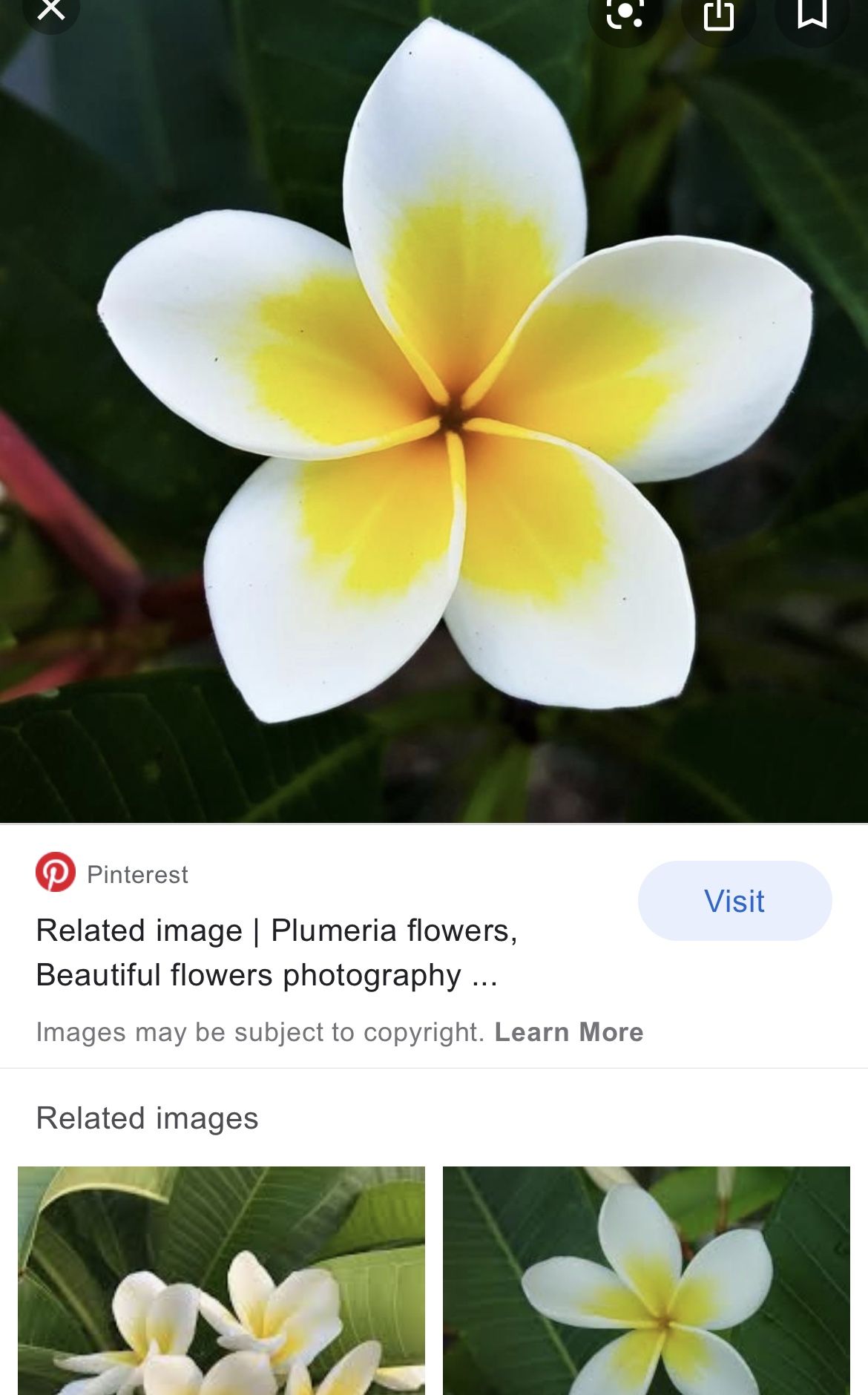 Rooted Plumeria