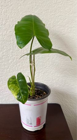 Philodendron Burle Marx 5” pot
