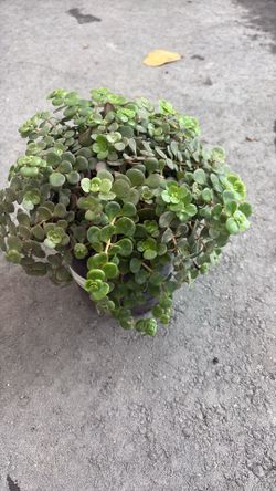 Stone Crop (Jade Plant) - 1 Gallon