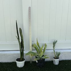 lot of 3 plants / succulents - snake + agave + skyscraper