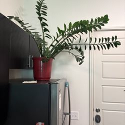 Real Plant Almost 4’ Tall