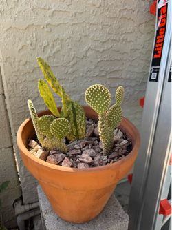Bunny ear and sour prickly pear