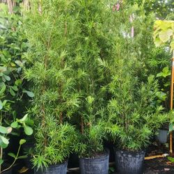 Beautiful Podocarpus Plants For Inmediate Privacy!!! 6 Feet Tall! Best Quality  And Price 