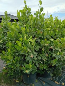 Huge clusias about 7 feet tall instant privacy hedge for fence