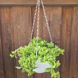Hanging Baby Sunrose
