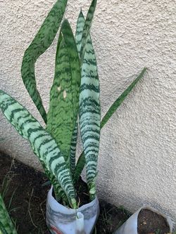 Plant