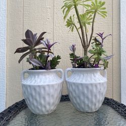 Two Beautiful Plants In White Pots 