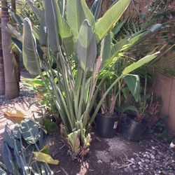 Bird Of Paradise Plant
