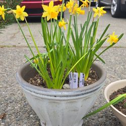 Medium Sized Plastic Pot With Daffodile Plants