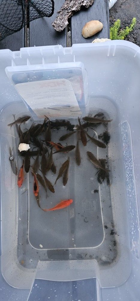 Pond Fish - Koi Mix Babies