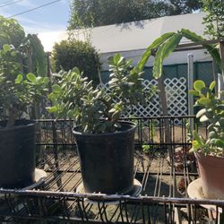 Jade Plant Cuttings In Pots