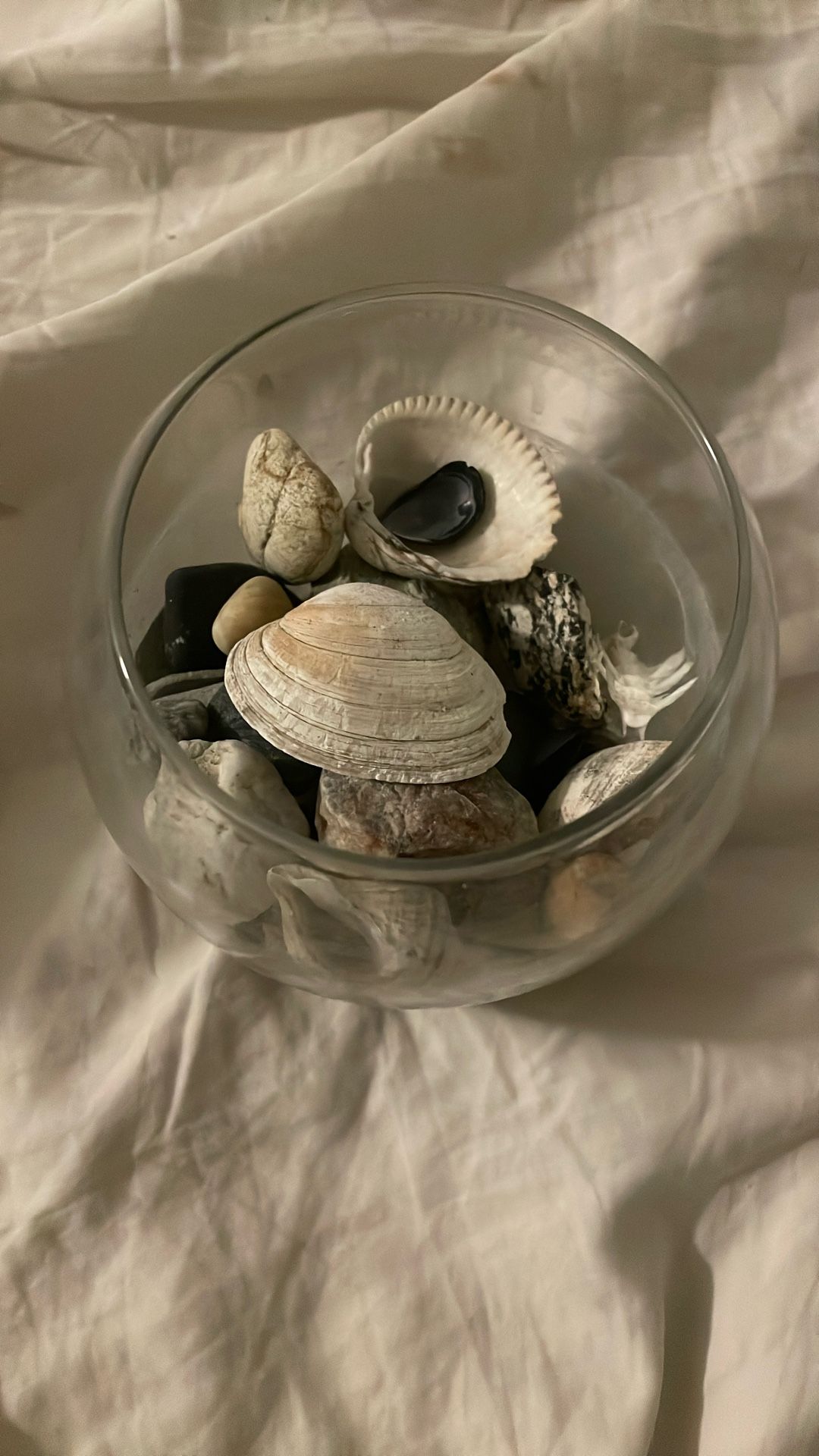 Sea Shells & Rocks