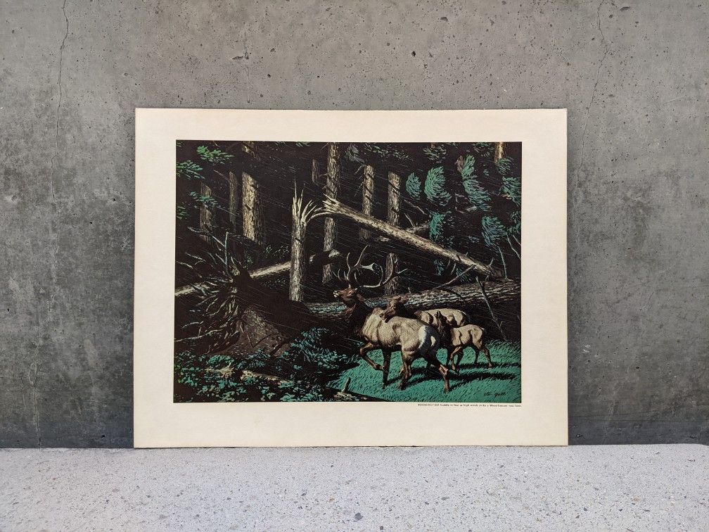 Signed Stan Galli Art "Roosevelt Elk" @ The Weyerhaeuser Tree Farm Print