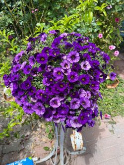 Plants and Flowers for sale