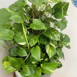 Pants for sale 3 ft tall