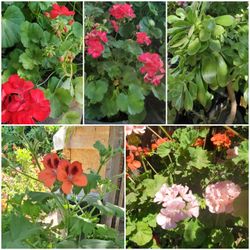 Flowers, Plants & Roses. Call Alicia (contact info removed) 