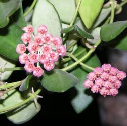 Hoya Plant Hoya DS-70/ Sp aff. Burtoniae
