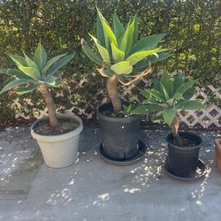 Plants