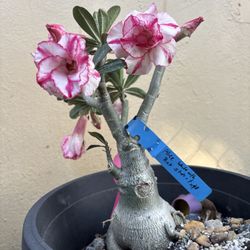 Desert Rose 