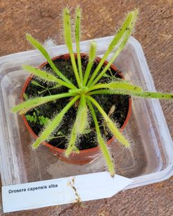Sundew, Drosera capensis Alba