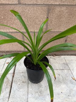 PANDAN plant SALE -  Lá Dứa