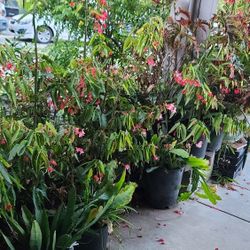 Begonia maculata 'Double Dot', Double Polka Dot Begonia, Spotty Begonia, Cane Begonia, houseplant, Double The Silvery Spots on Angel Wings,