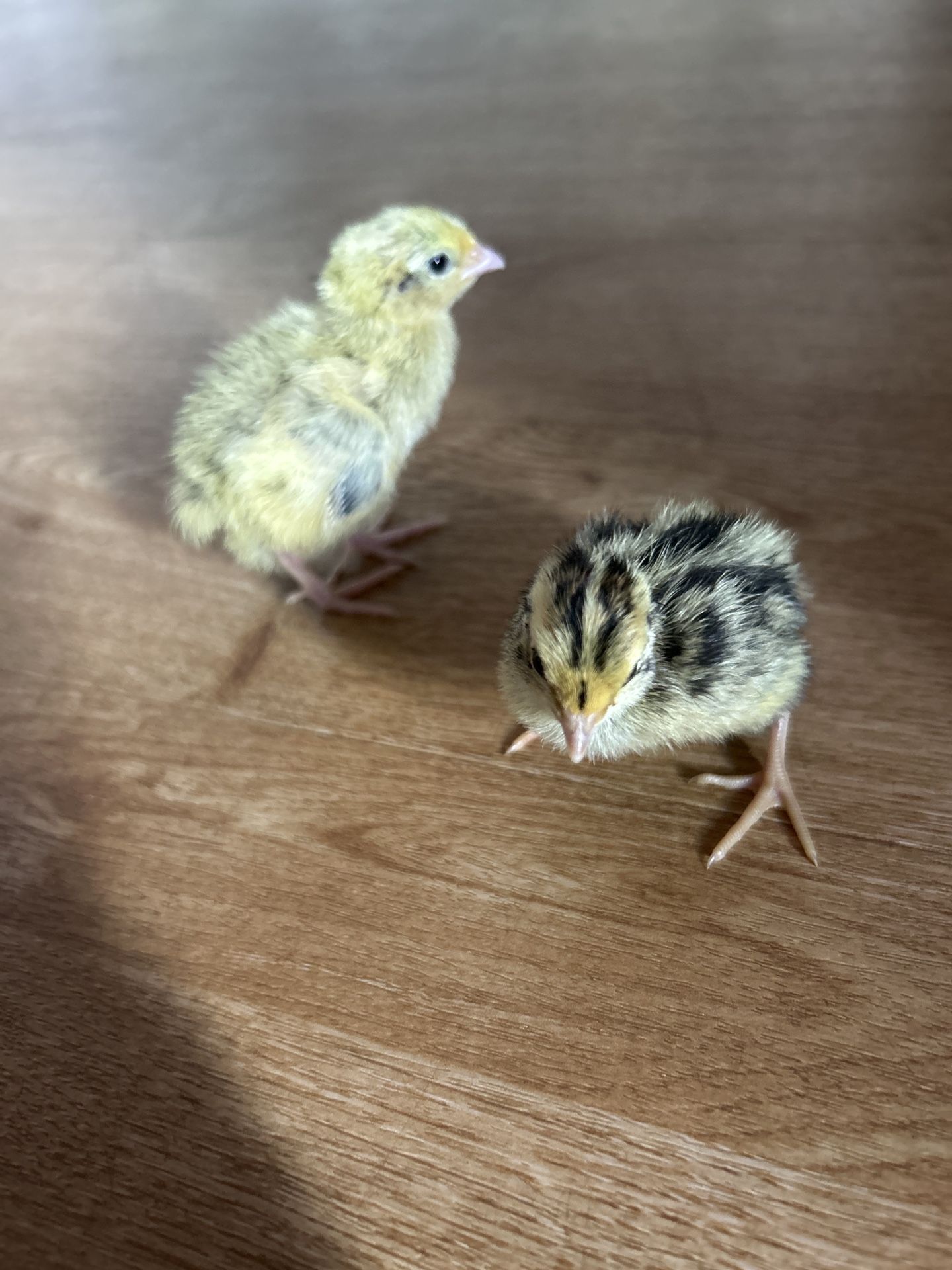 Coturnix quail chicks (rare colors)