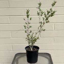 Grenada Pomegranate Tree