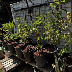 Passion Fruit Trees