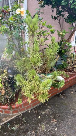 Plant